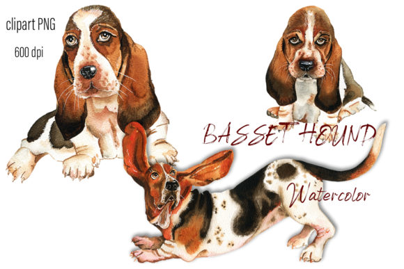 Basset Hound Watercolor. Portrait Dog Illustrations