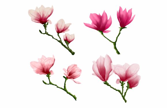 Red Watercolor Magnolia Illustrations