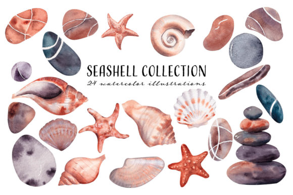 Seashell Watercolor Collection and Illustrations