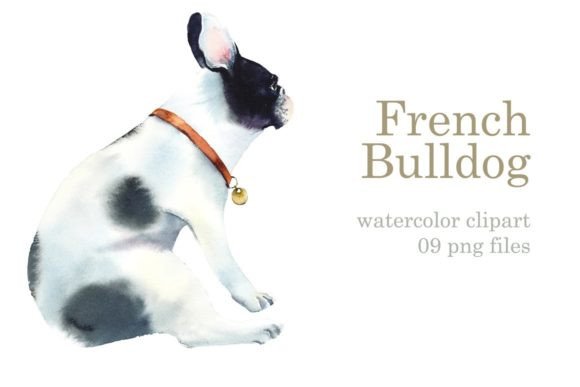 Watercolor Clipart French Bulldogs and Illustrations