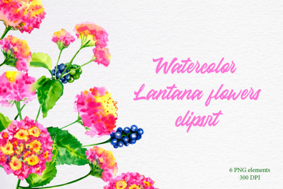 Watercolor Flowers Lantana Clipart. Pink and Illustrations