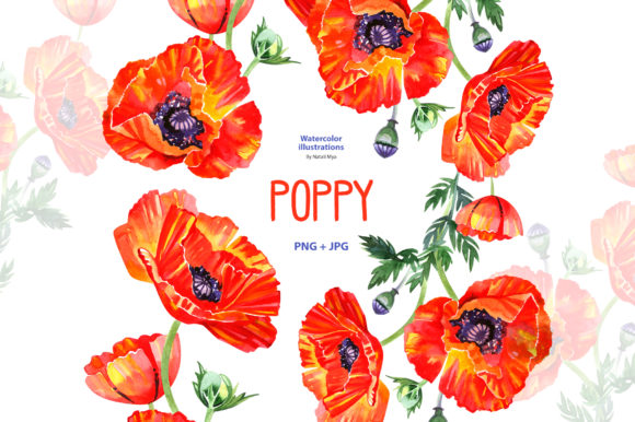 Watercolor Poppy - Floral Clipart and Illustrations